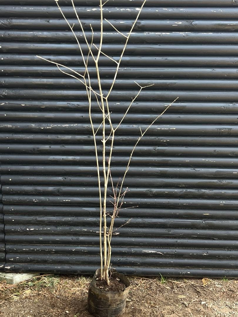 山採り天然　アオダモ　山紅葉混合株　14