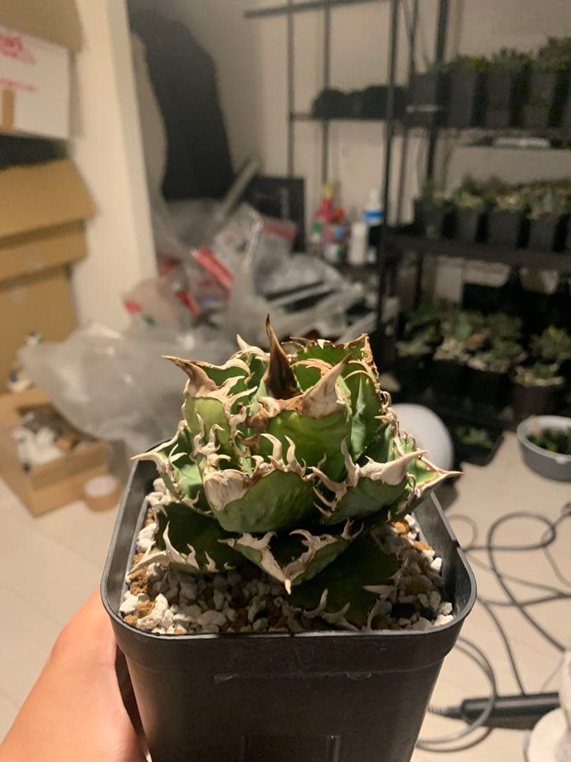 アガベ　チタノタ　皇冠　　lize血統　子株2〜3.4株付き