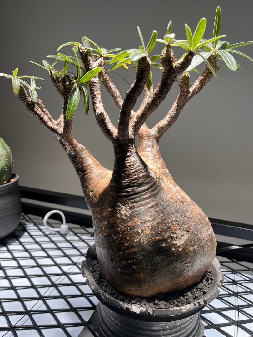 パキポディウム グラキリス 塊根植物 発根済　鉢付き