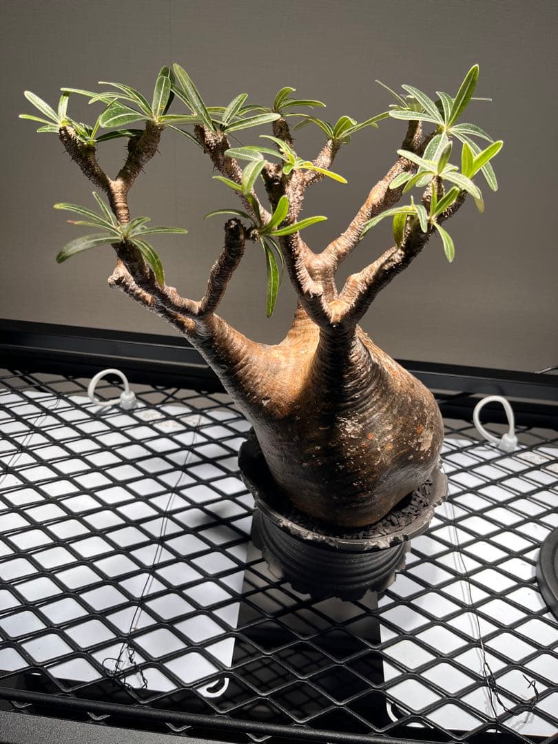 パキポディウム グラキリス 塊根植物 発根済　鉢付き