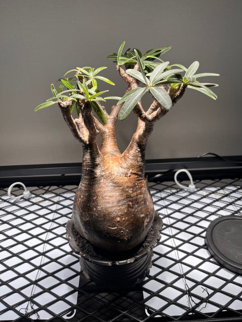 パキポディウム グラキリス 塊根植物 発根済　鉢付き