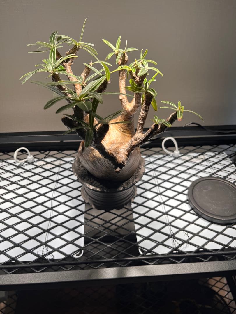 パキポディウム グラキリス 塊根植物 発根済　鉢付き