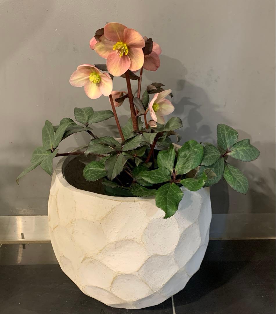 クリスマスローズ ピンクフロスト ファイバー鉢