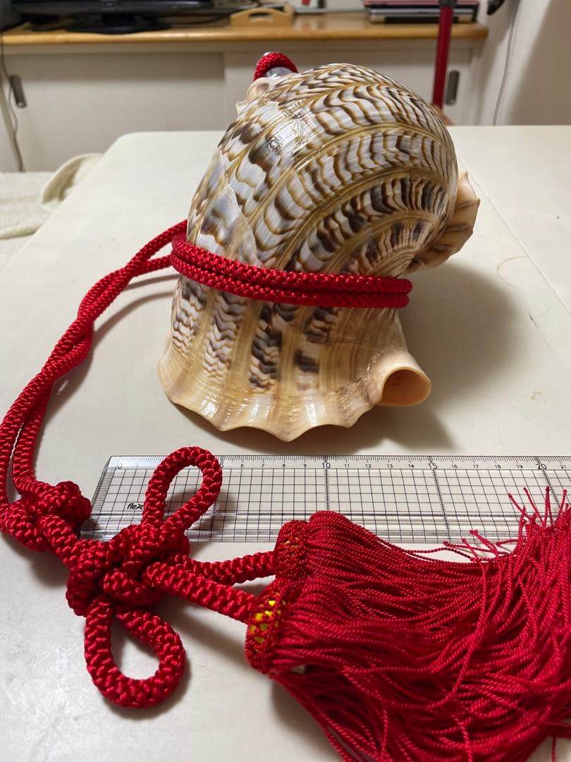 法螺貝　新品未使用　貝殻　標本