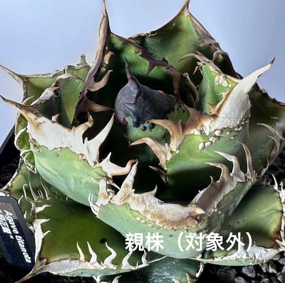 チタノタ 麻花龍 子株 検）ブツブツ、オアハカ、実生