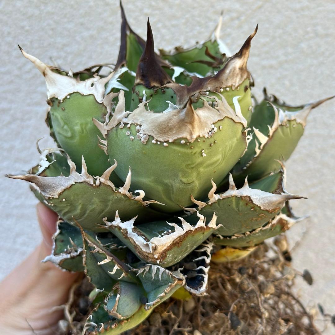 チタノタ 麻花龍 子株 検）ブツブツ、オアハカ、実生