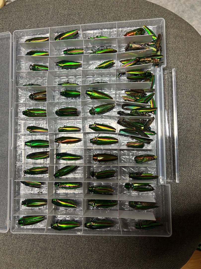 昆虫標本 緑色と金色の光沢 収納ケース付き