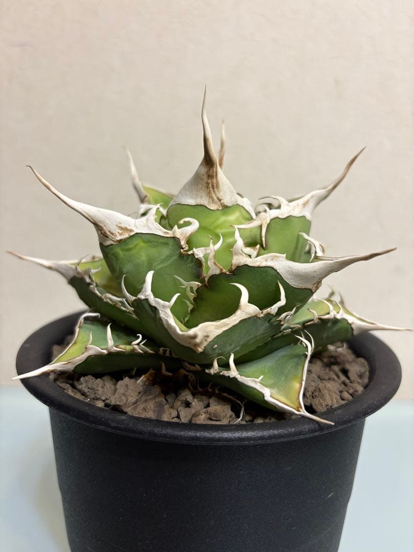 アガベ　オテロイ　実生　スーパーSSランク　ロングスパイン　選抜