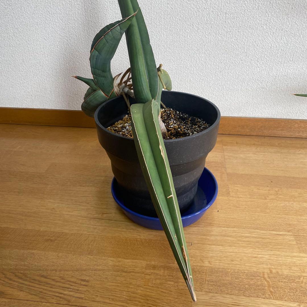 サンスベリア エーレンベルギー バナナ S.Banana