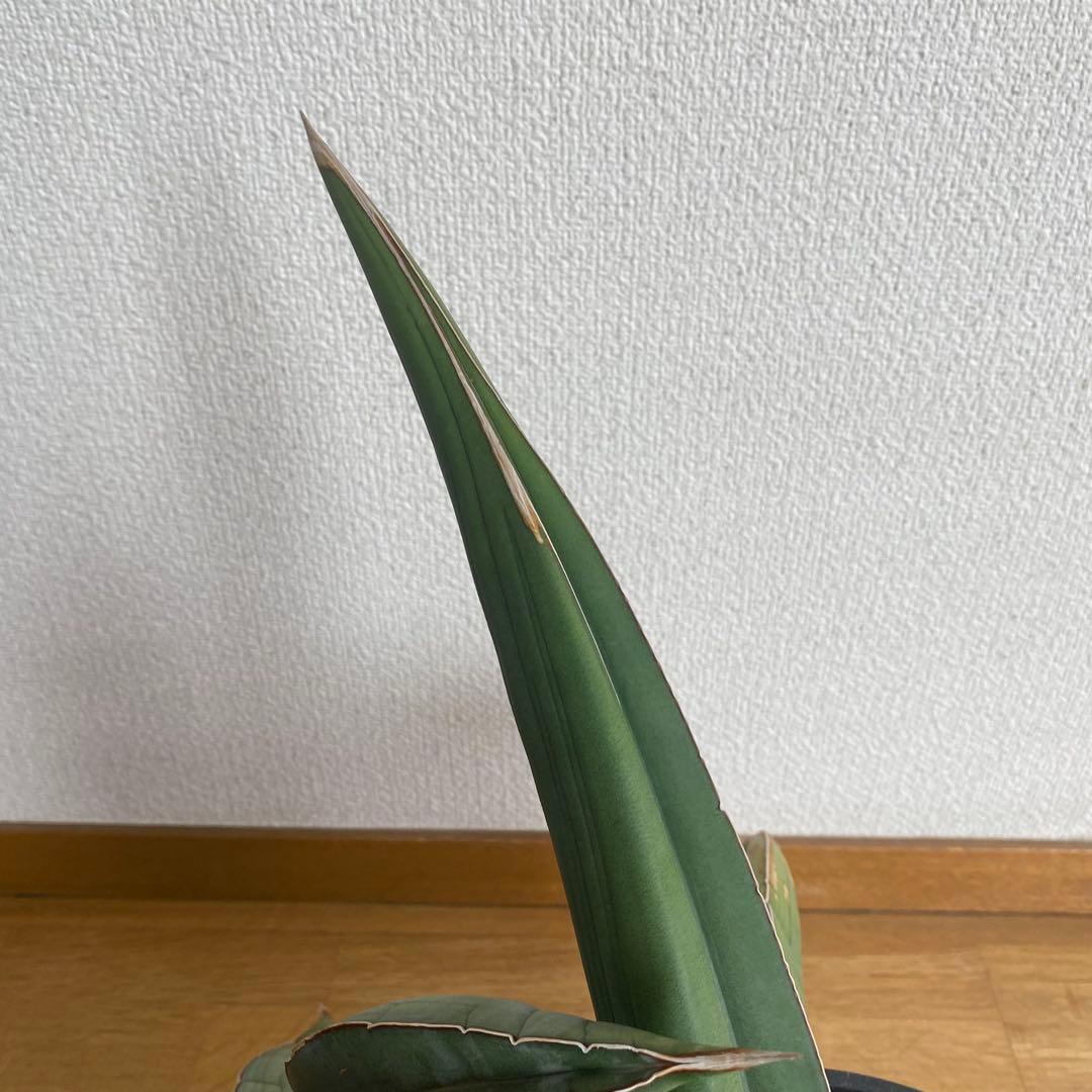 サンスベリア エーレンベルギー バナナ S.Banana