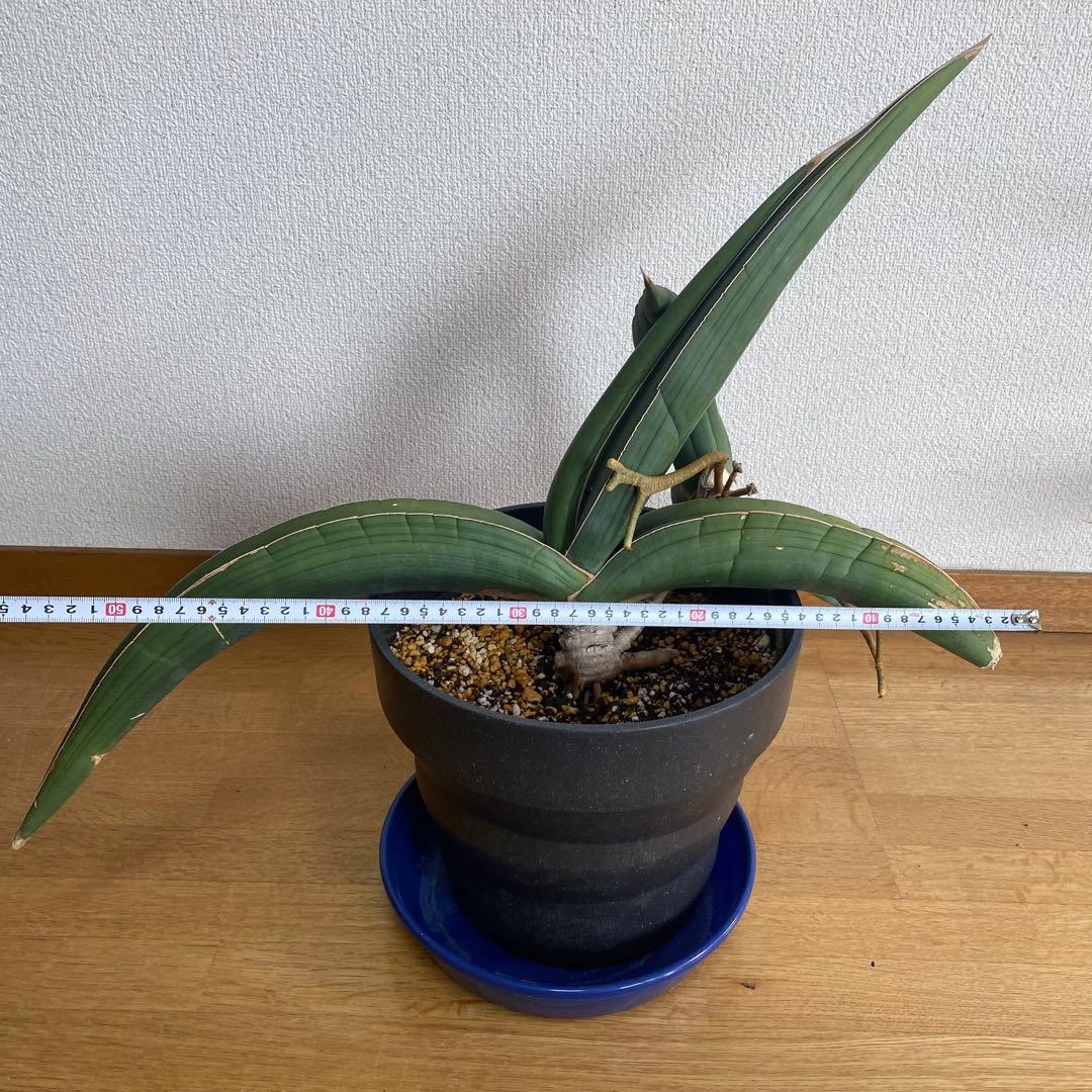 サンスベリア エーレンベルギー バナナ S.Banana
