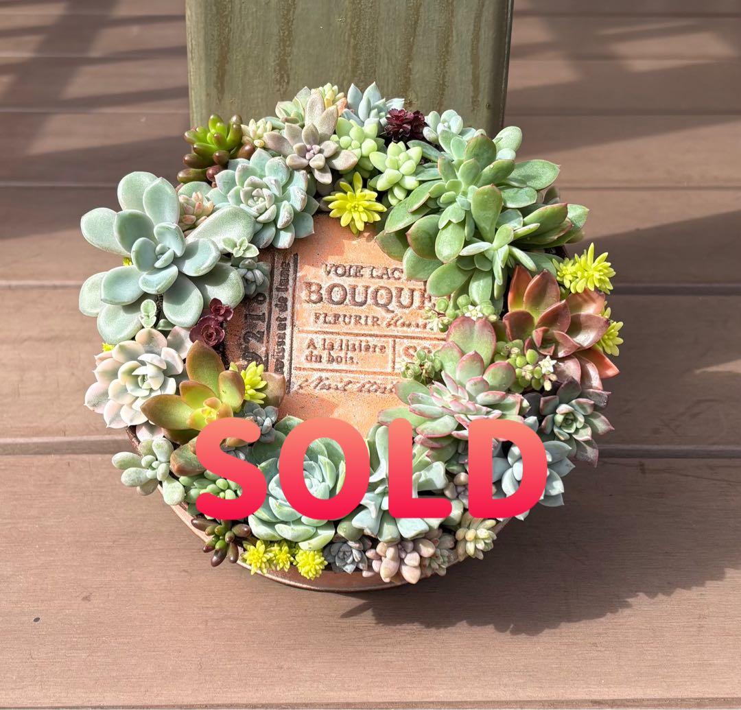 多肉植物 寄せ植え そのまま飾れる♡.*゜リース♡*°オレンジNo.1