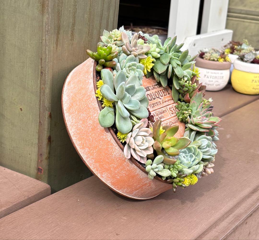 多肉植物 寄せ植え そのまま飾れる♡.*゜リース♡*°オレンジNo.1