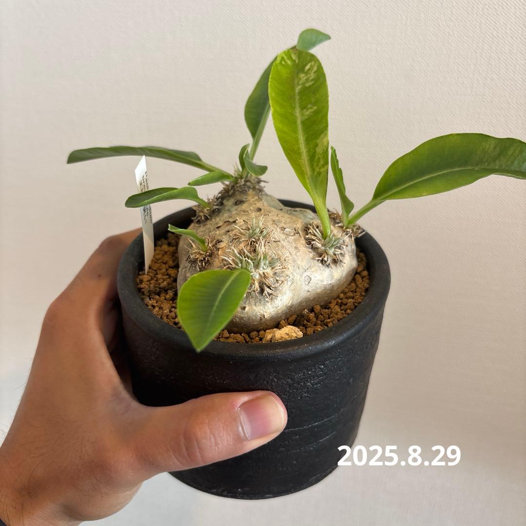 こんぶ　恵比寿笑い　現地株　パキポディウムブレビカウレ　発根済み