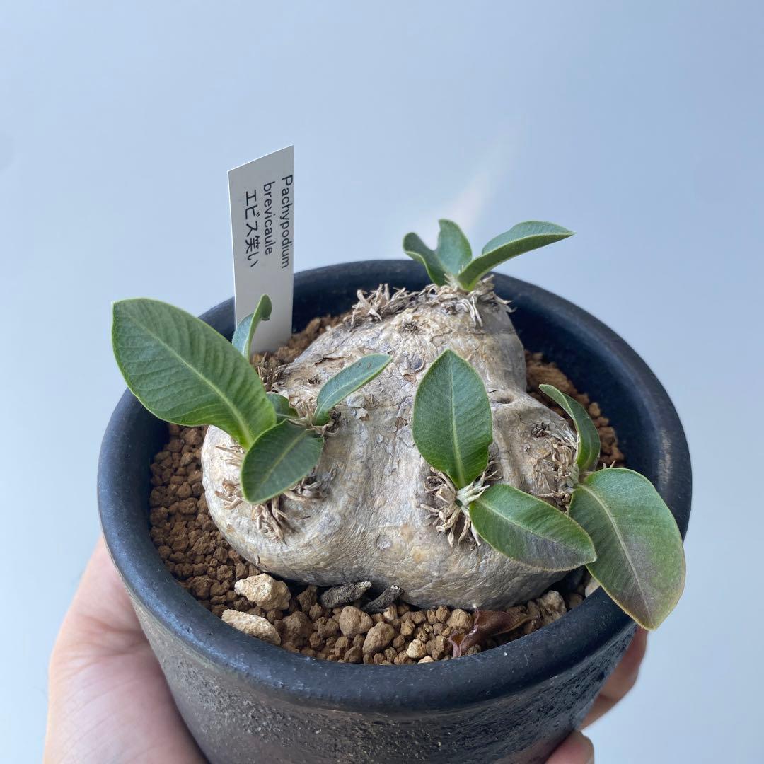 こんぶ　恵比寿笑い　現地株　パキポディウムブレビカウレ　発根済み