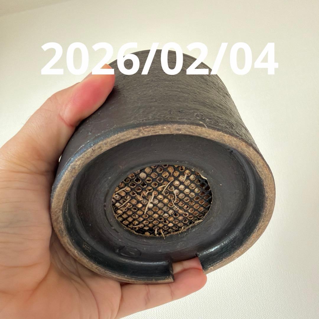 こんぶ　恵比寿笑い　現地株　パキポディウムブレビカウレ　発根済み