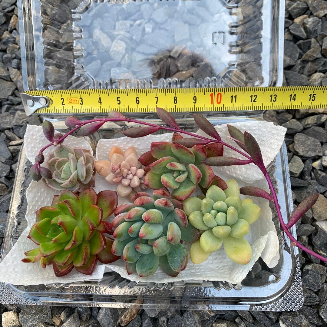 今季販売終了！多肉植物 セット