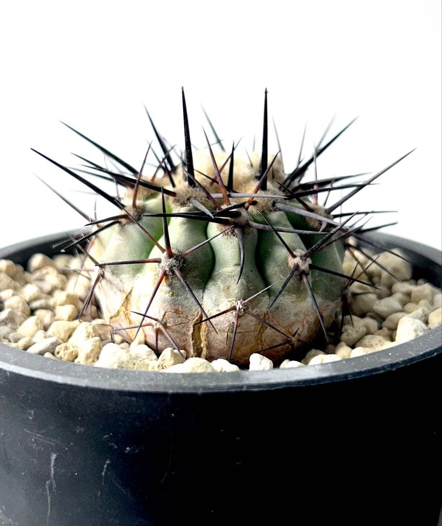 【コレクション】コピアポア　シネレア　黒王丸　現地球カキコ　自根　No.19