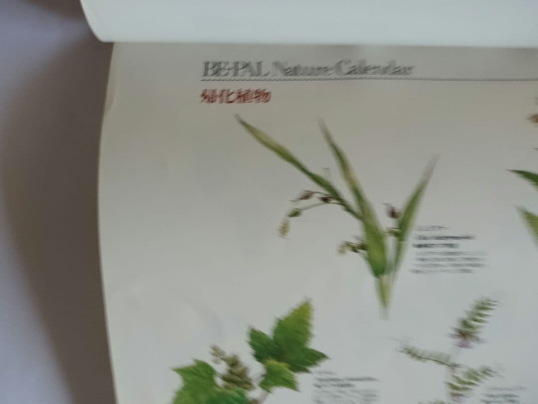 BE-PAL ビーパル カレンダー 新品未使用 1991年植物編 ヴィンテージ