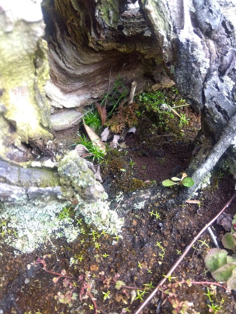 梅　古木　盆栽　15号陶器鉢つき　超幹太❗老株❗