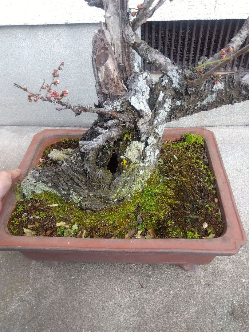 梅　古木　盆栽　15号陶器鉢つき　超幹太❗老株❗