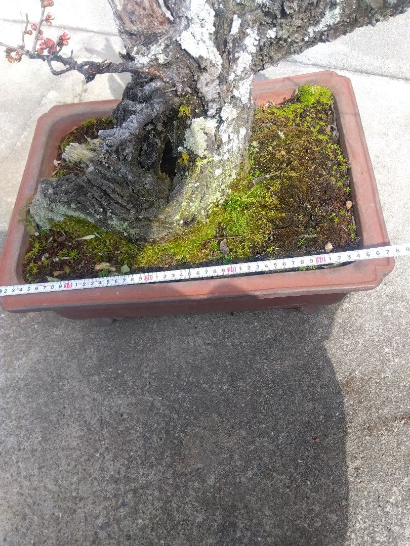 梅　古木　盆栽　15号陶器鉢つき　超幹太❗老株❗