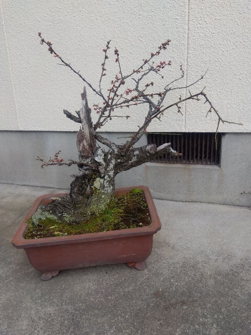 梅　古木　盆栽　15号陶器鉢つき　超幹太❗老株❗