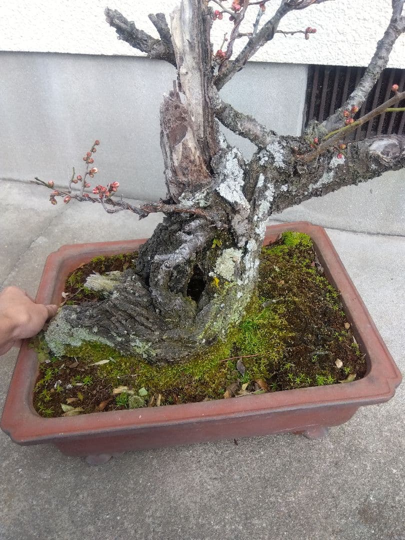 梅　古木　盆栽　15号陶器鉢つき　超幹太❗老株❗