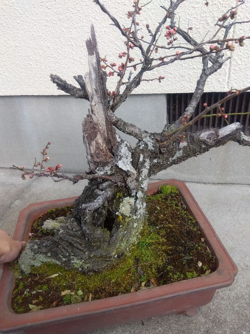 梅　古木　盆栽　15号陶器鉢つき　超幹太❗老株❗