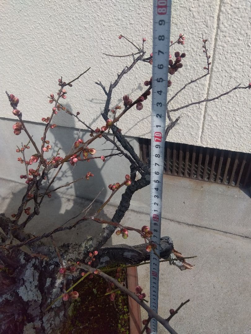 梅　古木　盆栽　15号陶器鉢つき　超幹太❗老株❗