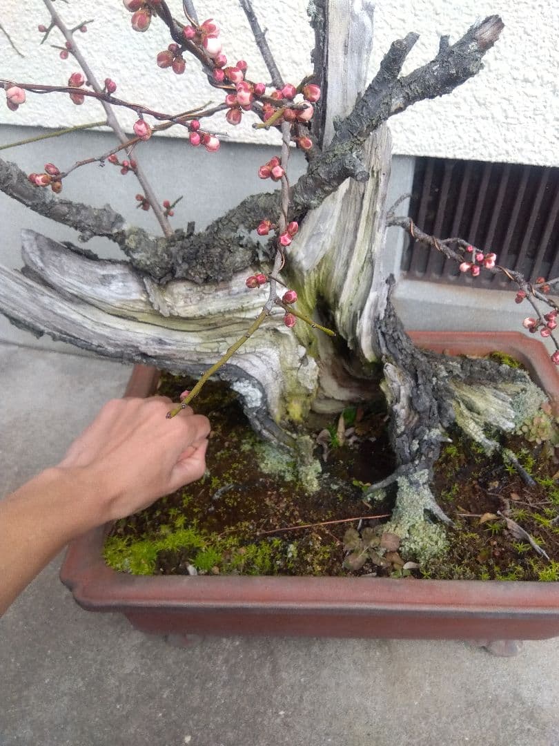 梅　古木　盆栽　15号陶器鉢つき　超幹太❗老株❗