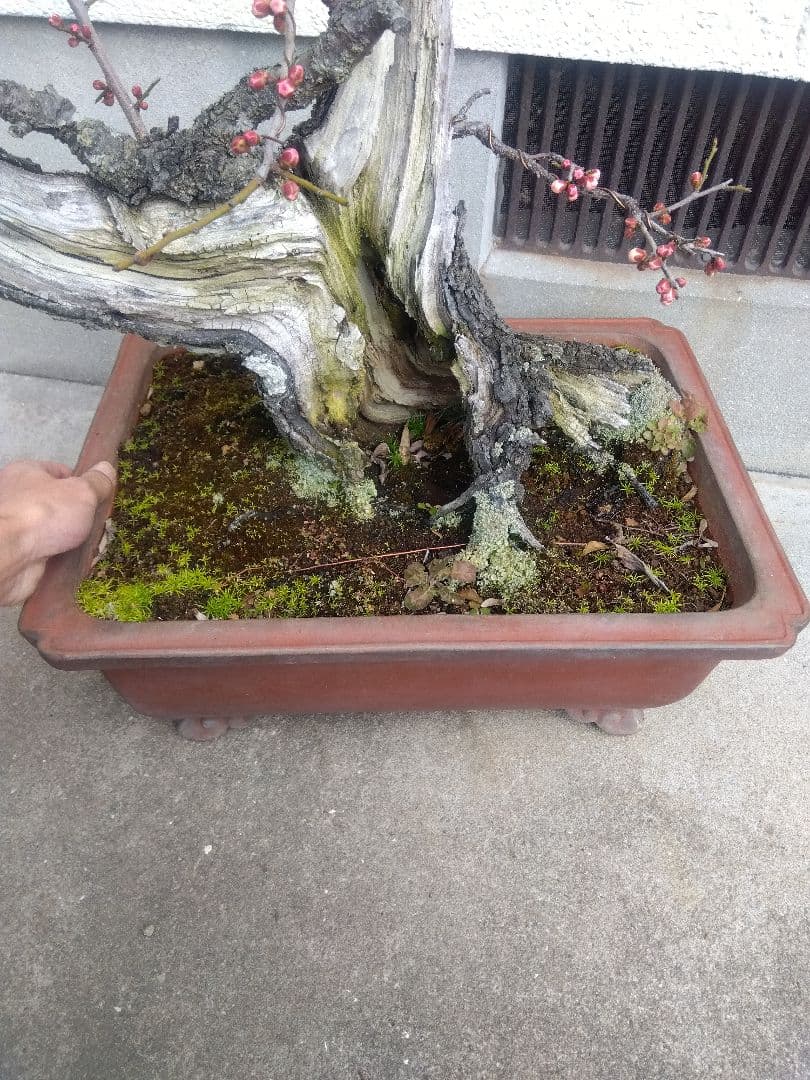 梅　古木　盆栽　15号陶器鉢つき　超幹太❗老株❗