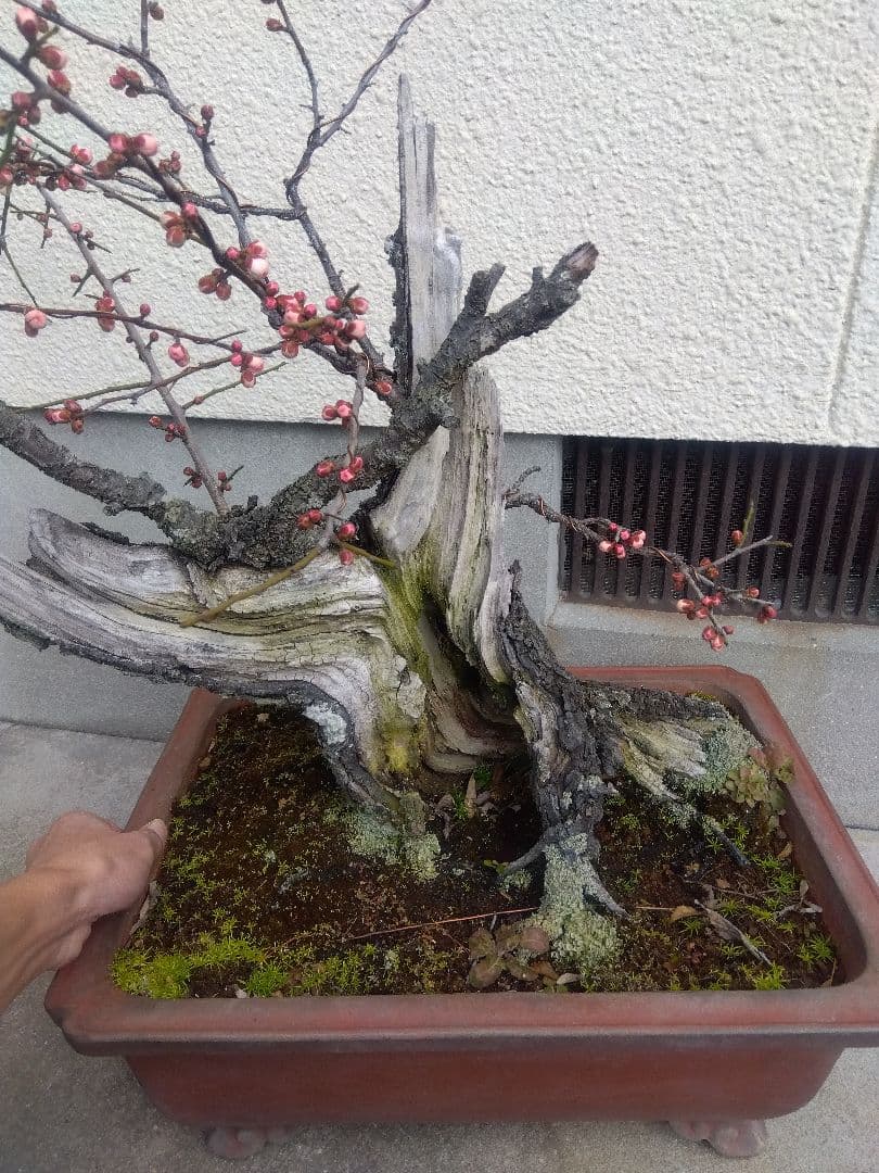 梅　古木　盆栽　15号陶器鉢つき　超幹太❗老株❗