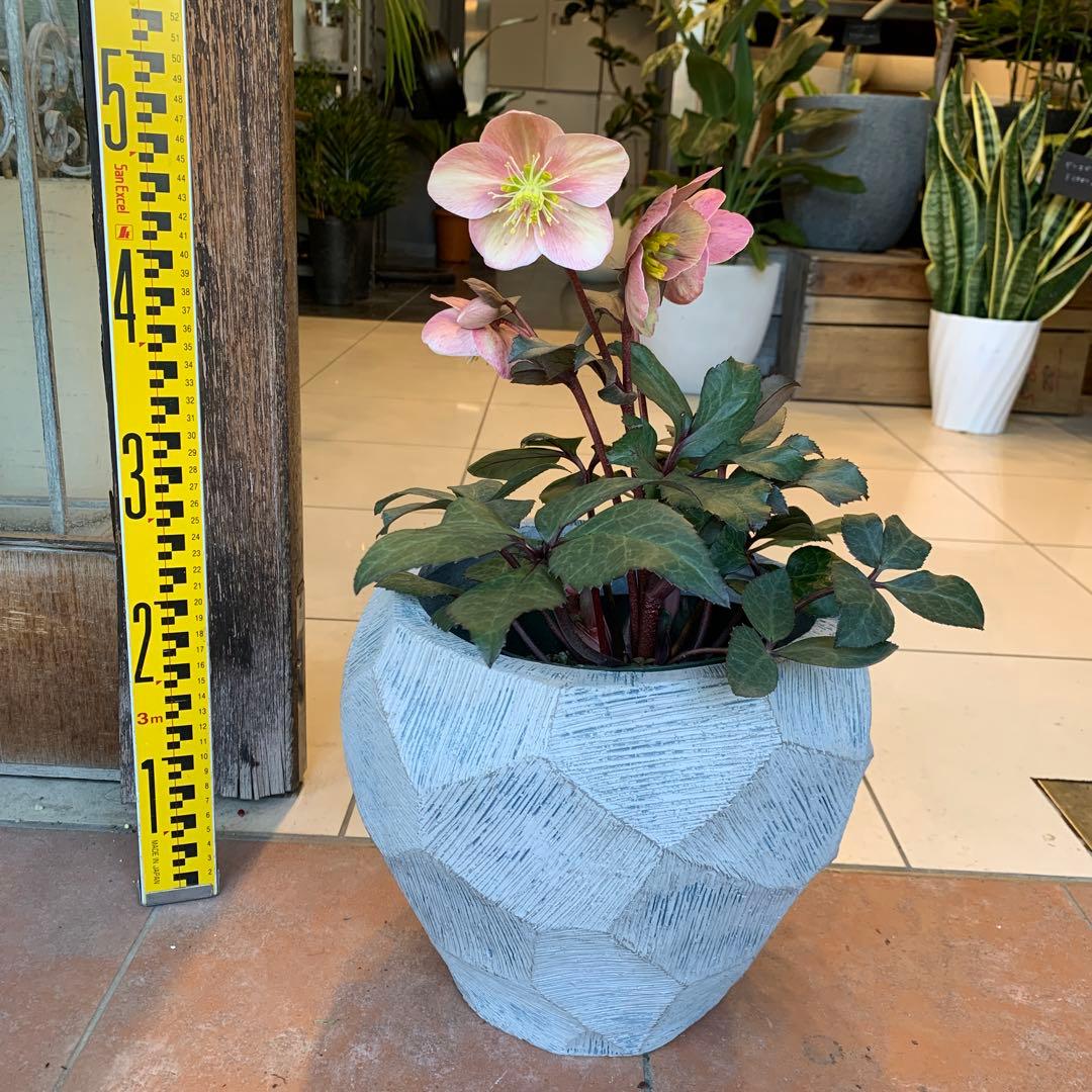 クリスマスローズ ピンクフロスト ファイバー鉢