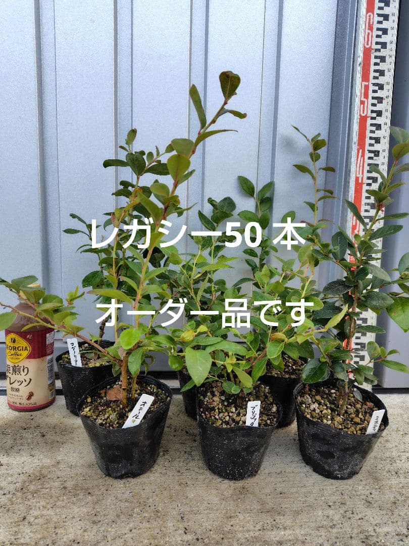 ブルーベリー苗レガシー50 本セット②