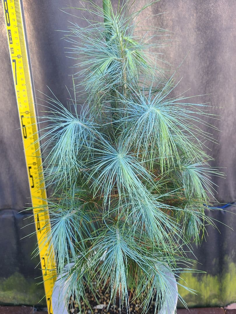 ピニョン松 7号鉢 全長80cm