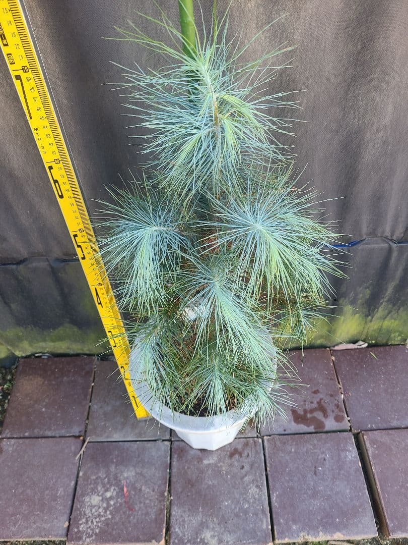 ピニョン松 7号鉢 全長80cm