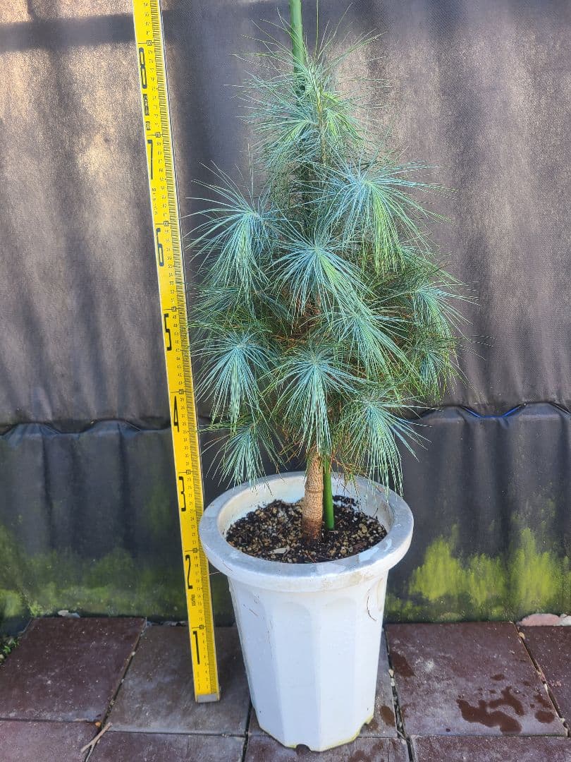 ピニョン松 7号鉢 全長80cm