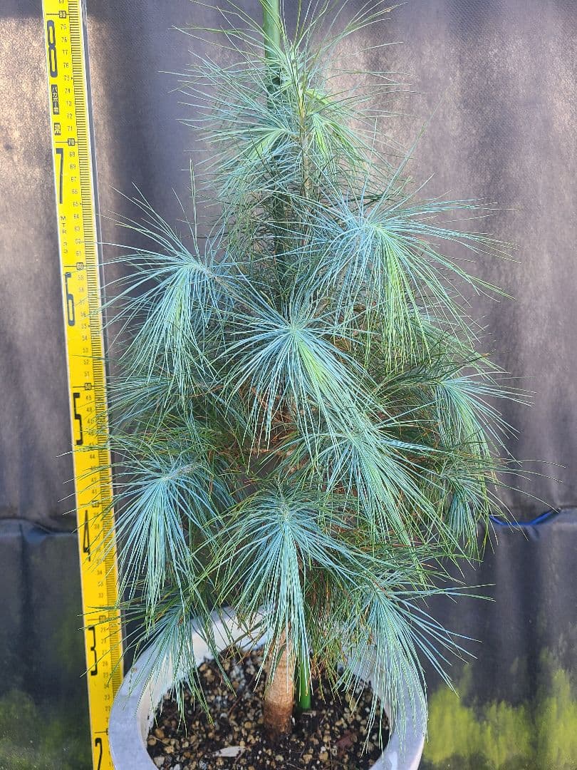 ピニョン松 7号鉢 全長80cm