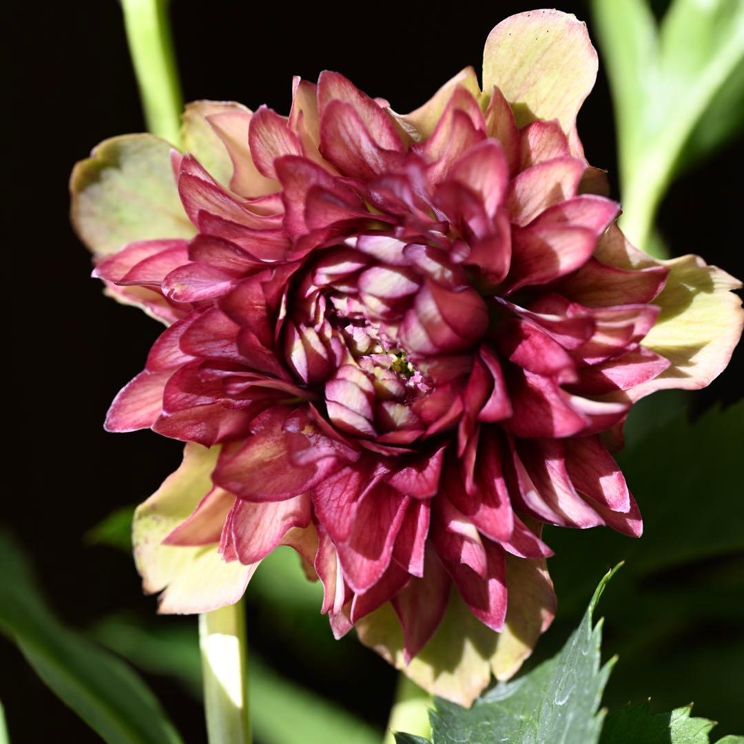 クリスマスローズ 超多弁レッドリバーシブル 開花株