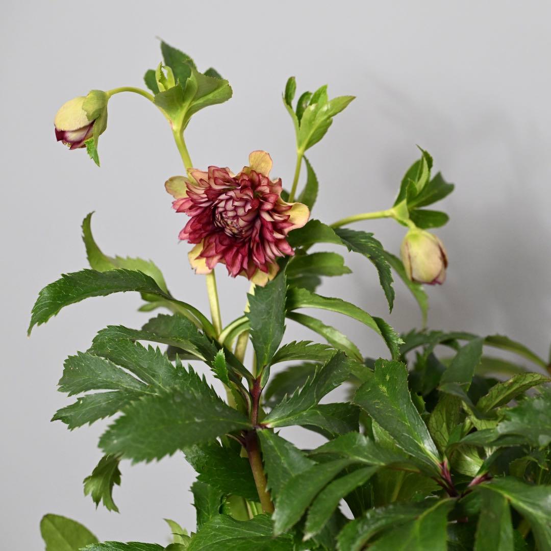 クリスマスローズ 超多弁レッドリバーシブル 開花株