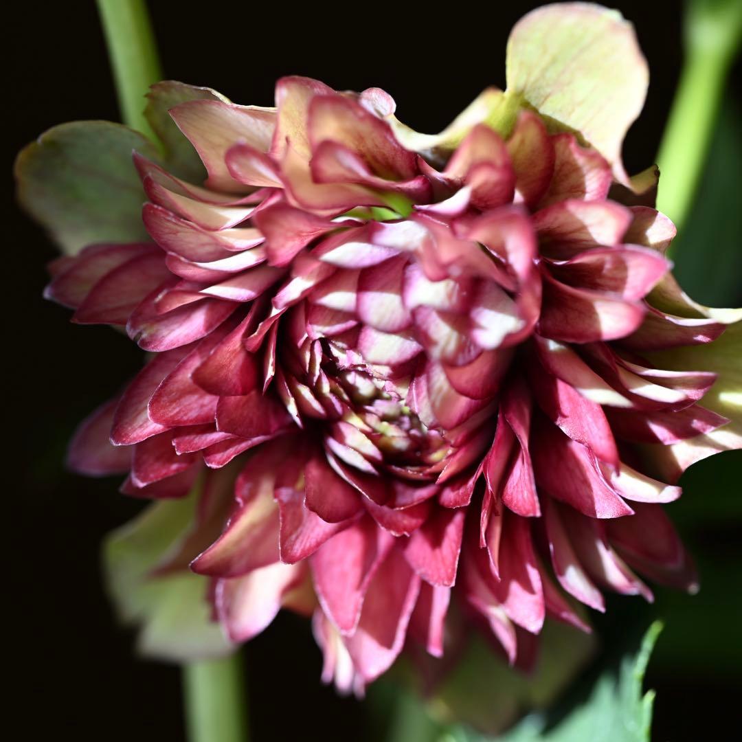 クリスマスローズ 超多弁レッドリバーシブル 開花株