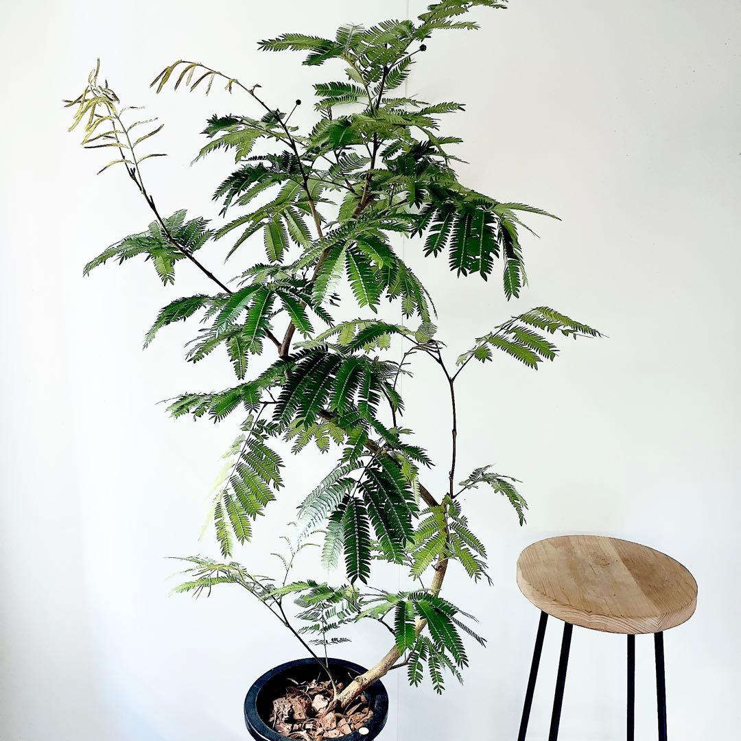 【Premium Plants】エバーフレッシュ ネムノキ 観葉植物 大型 g