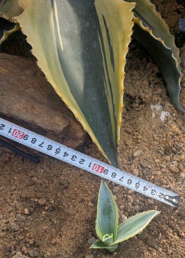 アガベ ☆リップルエフェクト ランナー小株 ドライガーデン映え