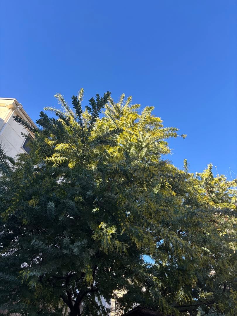 無農薬フレッシュミモザ☆2026年も販売します。