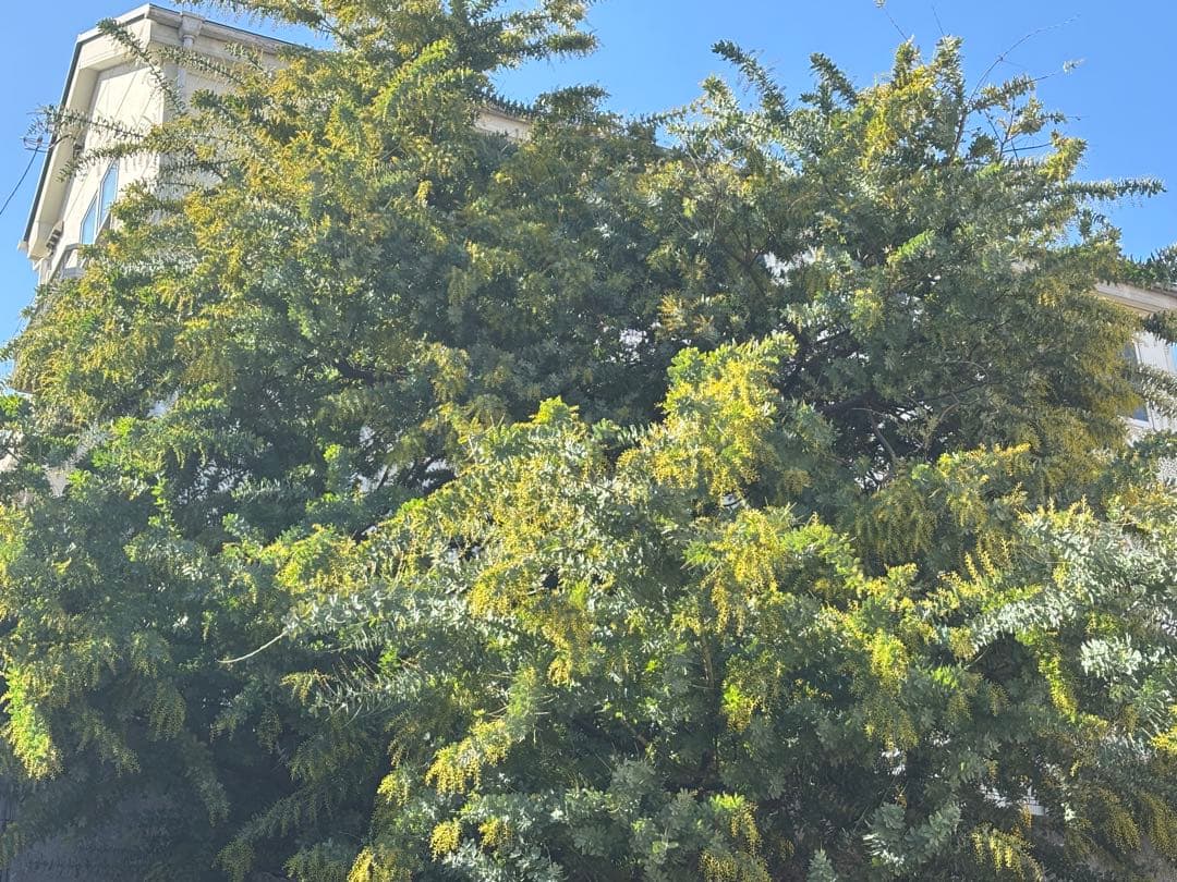 無農薬フレッシュミモザ☆2026年も販売します。