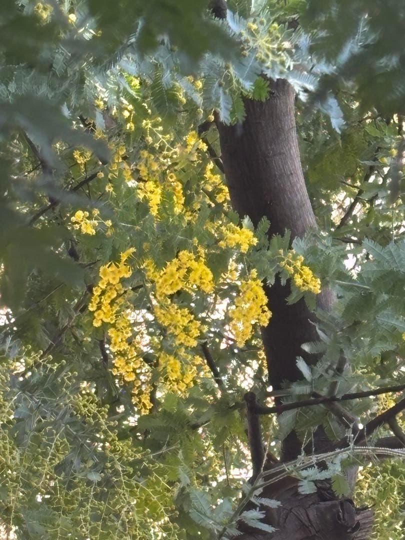 無農薬フレッシュミモザ☆2026年も販売します。