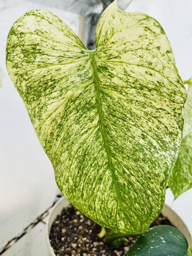 【ダブルヘッド】モンステラ　デリシオーサ　ホワイトモンスター　天津蘭