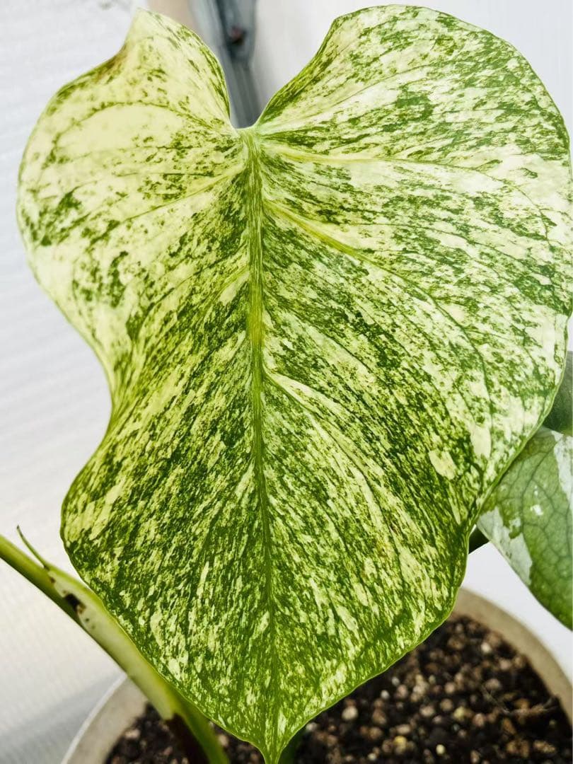 【ダブルヘッド】モンステラ　デリシオーサ　ホワイトモンスター　天津蘭