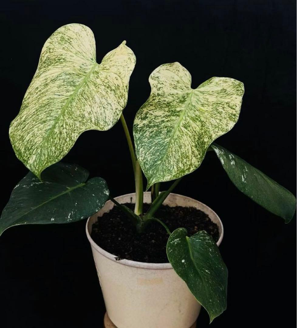 【ダブルヘッド】モンステラ　デリシオーサ　ホワイトモンスター　天津蘭